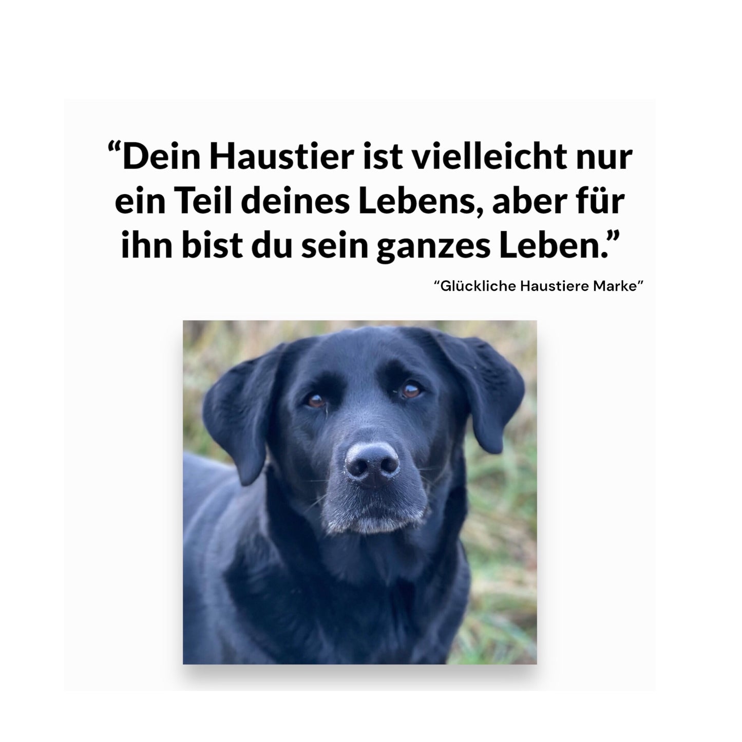 5-in-1 Wasserflasche & Futterspender mit Napf, Schaufel und Kotbeutelspender + GRATIS Geschenk! 🎁mit großem Silikon-Fußwaschbecher🎁 Nur 24h Angebot! ⏳🐶